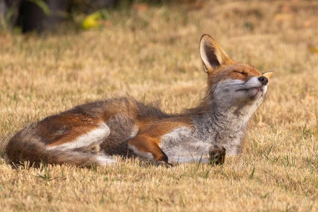 An adult fox sunbathes in the early morning sunshine in a Worcestershire garden, UK on July 4, 2025. (Photo by Lee Hudson/Alamy Live News)