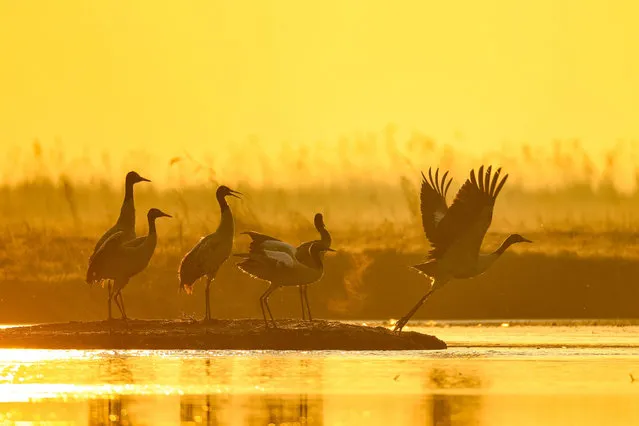 This photo taken on January 9, 2023 shows black-necked cranes wandering in a pond at a nature reserve in Bijie, in China's southwestern Guizhou province. (Photo by AFP Photo/China Stringer Network)