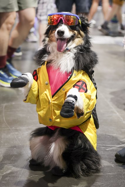 A dog dressed as Rogue poses during preview night for Comic-Con International on Wednesday, July 23, 2025, in San Diego. (Photo by Andrew Park/Invision/AP Photo)