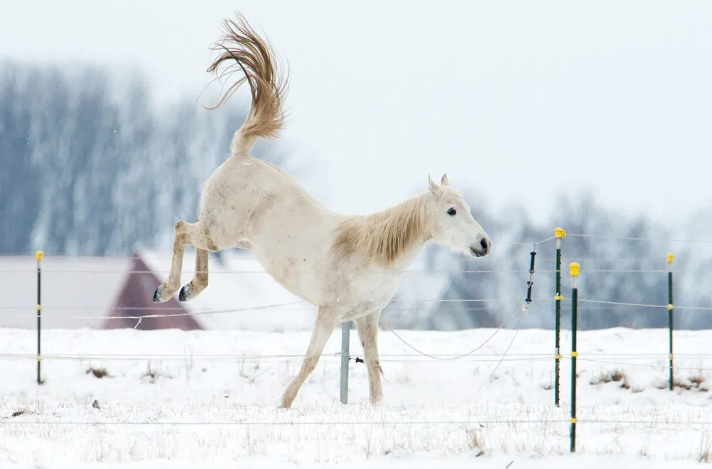 The Week in Pictures: Animals, March 10 – March 15 2013