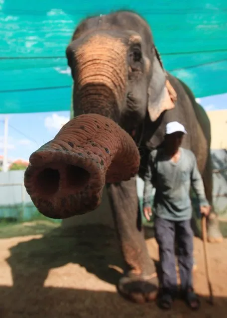 A mahout stands next to elephant Sambo during a farewell ceremony in Phnom Penh November 25, 2014. According to a statement from the U.S. embassy, Sambo, the popular Cambodian elephant who provided rides to visitors in Phnom Penh for many years, retired on Tuesday to a special elephant sanctuary in Mondulkiri Province, where she and other elephants receive proper veterinary care. (Photo by Samrang Pring/Reuters)