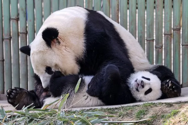 This photo taken on March 10, 2023 shows a panda playing with one of its twin cubs at the Sibao Science Park in Xian in China's northern Shaanxi province. (Photo by AFP Photo/China Stringer Network)