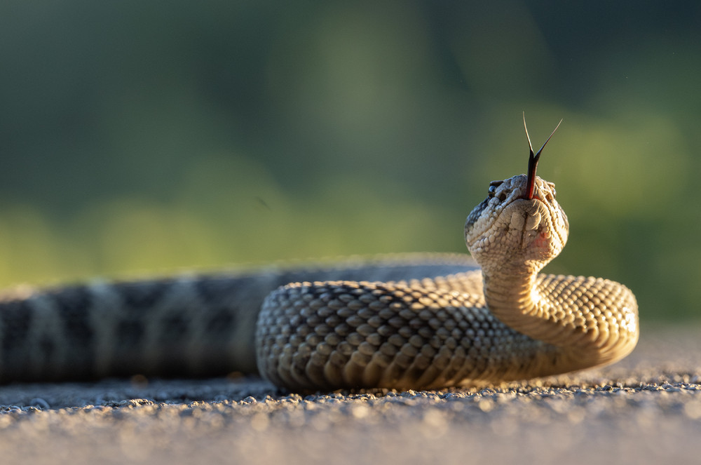 Some Photos: Animals