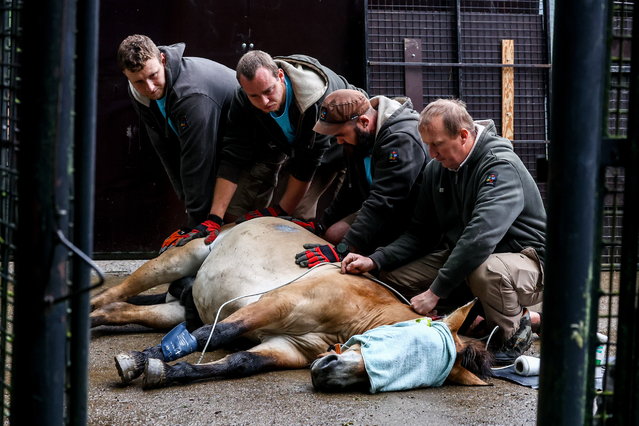 Vets look after a sedated Przewalski's horse called Zorro prior to its long journey to Kazakhstan, at the acclimation station in the village of Dolni Dobrejov, south of Prague, Czech Republic, 03 June 2024 (issued 13 June 2024). Two CASA army aircrafts carrying a total of eight horses on board took off from airports in Prague and Berlin on 03 June and landed in Arkalyk, Kazakhstan, the following day, as part of the Return of Wild Horses project – a joint effort by the European Association of Zoos and Aquariums (EAZA), the Frankfurt Zoological Society and the Czech Army. The project involves moving Przewalski's horses – extinct in the wild in the late 1960s - back to their native steppes in Kazakhstan's Altyn Dala region in order to save the species, as well as restore fully functioning steppe grassland ecosystems. According to the mission organizers, the Prague Zoo has  played a crucial role in preserving the species in captivity so far. The goal of the operation is to return at least 40 horses throughout the next few years and help establish a self-sustaining population in the region. (Photo by Filip Singer/EPA)