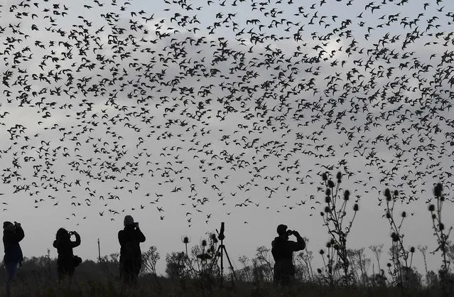 Bird watchers view huge flocks of wading and sea birds flying over the coastline as seasonal high tides force them off their feeding grounds and to move closer to shore near Snettisham in Norfolk, Britain, October 20, 2016. (Photo by Toby Melville/Reuters)
