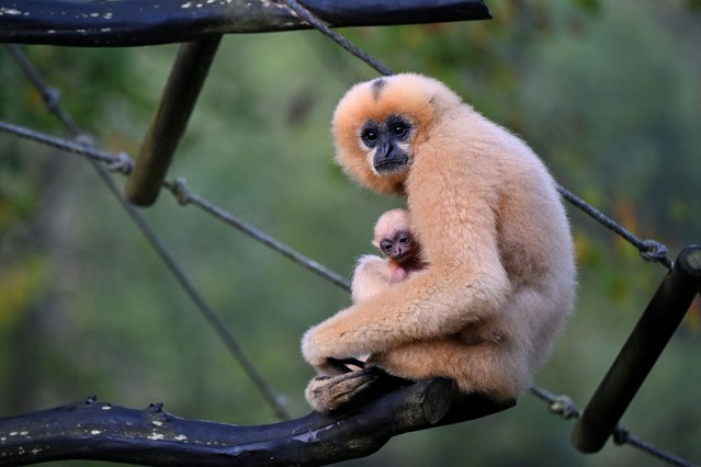 A red-faced gibbon and her three month-old baby stand in their enclosure at Cerza Zoo, in Lisieux, northwestern France, on October 17, 2025. The red-faced gibbon (Nomascus gabriellae) is listed as endangered by the IUCN (International Union for Conservation of Nature), mainly due to deforestation and hunting, particularly for the pet trade and bushmeat. (Photo by Lou Benoist/AFP Photo)