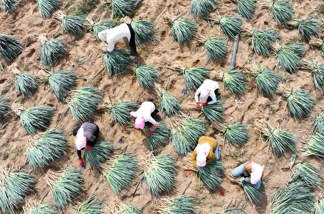 Aerial view of farmers harvesting dryland scallions during the autumn harvest season on October 14, 2025 in Yinchuan, Ningxia Hui Autonomous Region of China. (Photo by Yu Jing/China News Service/VCG via Getty Images)