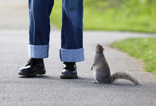 A grey squirrel looks for some food from a girl in the Botanic Gardens in Glasnevin, Dublin, Ireland on April 3, 2023. (Photo by Damien Eagers/The Irish Times)