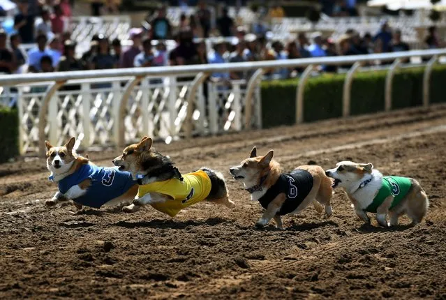 Corgi dogs race during the SoCal “Corgi Nationals” championship at the Santa Anita Horse Racetrack in Arcadia, California on May 27, 2018. (Photo by Mark Ralston/AFP Photo)