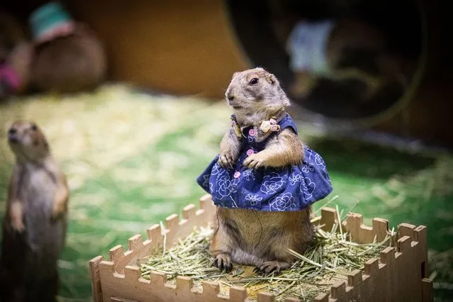 A prairie dog wears a dress at Pet Expo Thailand on May 07, 2023 in Bangkok, Thailand. (Photo by Lauren DeCicca/Getty Images)