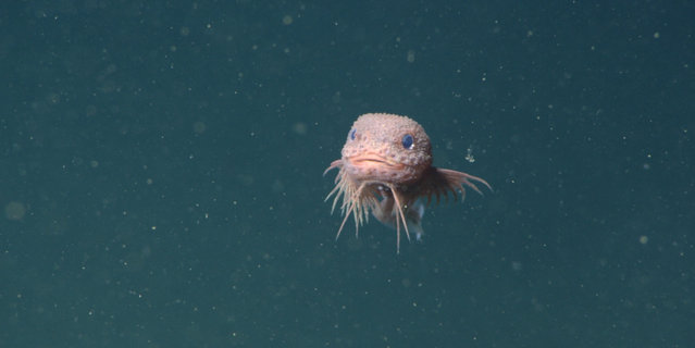 Say hello to the bumpy snailfish – a newly discovered species of deep-sea creature, photographed by a remotely operated vehicle more than 3km underwater off the coast of California in October 2025. With its big blue eyes and winning smile, the little snailfish was an instant online hit. Asked to comment, the lead researcher told the New York Times that the newcomer was “pretty adorable”. (Photo by MBARI)