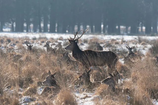Red deer in Richmond Park, London. Picture date: Monday January 25, 2021. (Photo by Dominic Lipinski/PA Images via Getty Images)