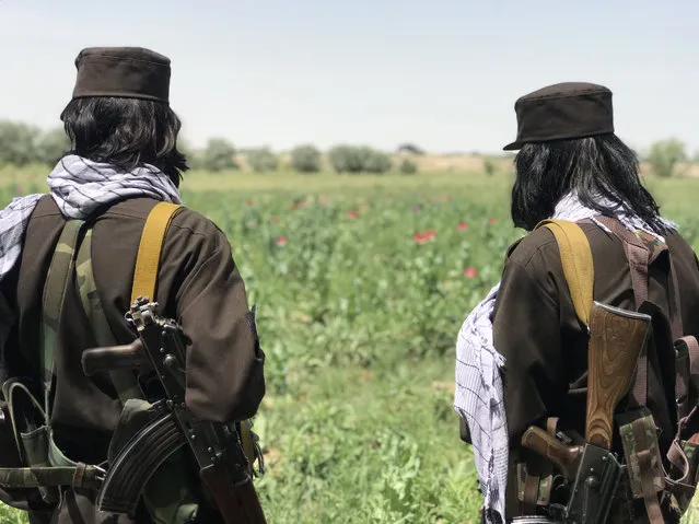 A armed police stand guard as Taliban's anti-narcotics police destroy poppy fields on the outskirts of Mazar-e-Sharif, Balkh province, Afghanistan 01 May 2023. (Photo by EPA/EFE/Stringer)