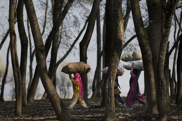 Kashmiri village girls walk back home after collecting fallen dry leaves in Ajas, some 52 Kilometers (33 miles) north east of Srinagar, Indian controlled Kashmir, Sunday, November 29, 2015. Kashmiris collect fallen leaves in autumn to make charcoal for use during winters. (Photo by Dar Yasin/AP Photo)