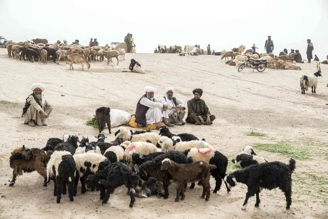 Afghan livestock merchants display animals for sale at a livestock market in the outskirts of Herat, Afghanistan, Friday, June 9, 2023. (Photo by Ebrahim Noroozi/AP Photo)