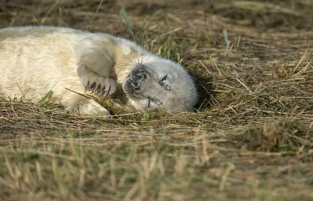 A newly born seal pup lays in the sand dunes of the Lincolnshire Wildlife Trust' s Donna Nook nature reserve on November 8, 2016 near Grimsby, northern England Every November and December thousands of grey seals give birth to their pups near the sand dunes of the Donna Nook nature reserve, which is the location for one of the four grey seal colonies on the English east coast. Last year, almost 2,000 grey seal pups were born at Donna Nook. (Photo by Oli Scarff/AFP Photo)