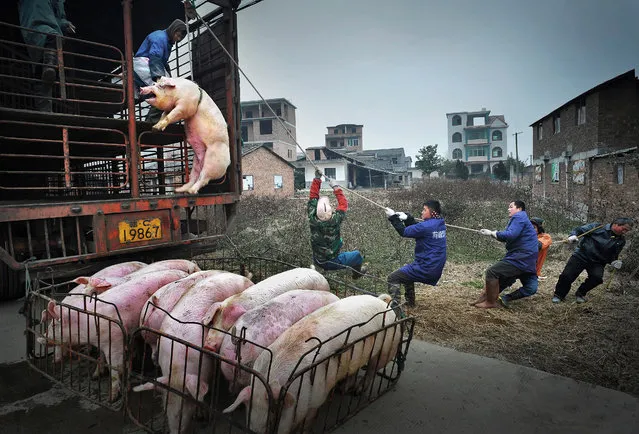 Hanging Pig, by Jingsheng Nie. Third place, single image. (Photo by Jingsheng Nie/LensCulture 2018 Street Photography Awards)