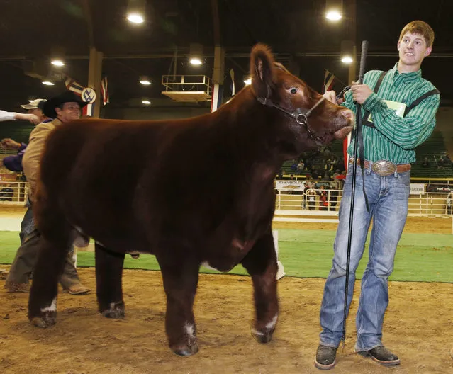 Shilo Schaake, of Westmoreland, Kan., leads his steer named Red Rocky around the stadium after the 1,369-pound steer was selected as the grand champion market beef at the 109th annual National Western Stock Show and Rodeo Thursday, January 22, 2015, in Denver. (Photo by David Zalubowski/AP Photo)