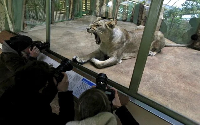 Photographers take pictures of Ginni, an Asiatic lioness, inside its enclosure at Prague Zoo, Czech Republic, December 20, 2015. (Photo by David W. Cerny/Reuters)