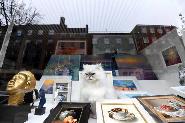 A cat sits in the window of a frame shop in London, Britain, 28 February 2021. (Photo by Facundo Arrizabalaga/EPA/EFE)