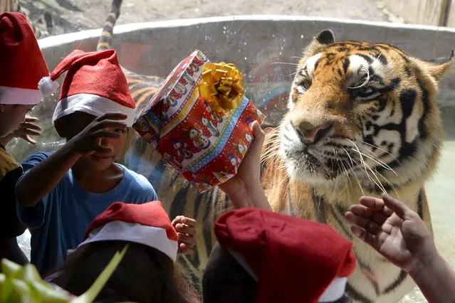 An orphan receives a gift while a tiger looks on from a glass cage during the Animal Christmas party at Malabon zoo, north of Manila December 21, 2015. (Photo by Ezra Acayan/Reuters)