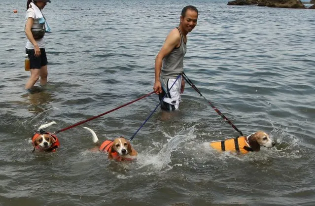 A man and his pet dogs bath in the water at Takeno Beach on August 4, 2013 in Toyooka, Japan. This beach is open for dogs and their owners every summer between the months of June and September. (Photo by Buddhika Weerasinghe/Getty Images)