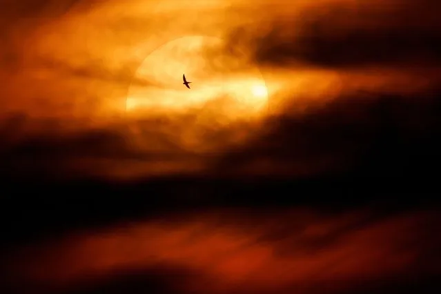 A bird flies past the sun setting behind the clouds in Berlin's Kreuzberg district on June 18, 2023. (Photo by David Gannon/AFP Photo)