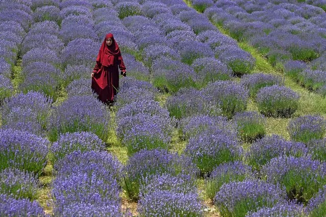 A woman walks through a lavender field in Sirhama village south of Srinagar on June 19, 2023. (Photo by Tauseef Mustafa/AFP Photo)
