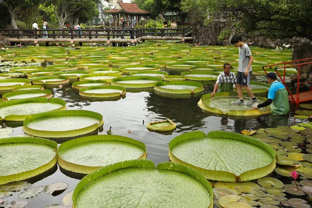 A boy walks on a giant waterlily leaf during an annual leaf-sitting event in Taipei, Taiwan on August 16, 2018. (Photo by Tyrone Siu/Reuters)