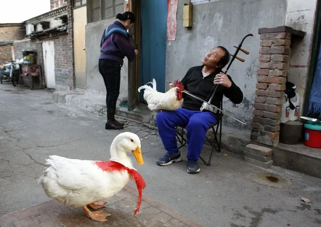 Xu Guoxing plays a traditional two-stringed Chinese fiddle with his pet rooster and duck in front of his home in a hutong area in Beijing, China on November 9, 2008.  Guoxing owns “Baibai”, a 6-year-old rooster and “Yaya”, a 4-year-old duck. Every day plays music for them and trains them to jump, nod, and for Baibai, crow on command. (Photo by Reinhard Krause/Reuters)
