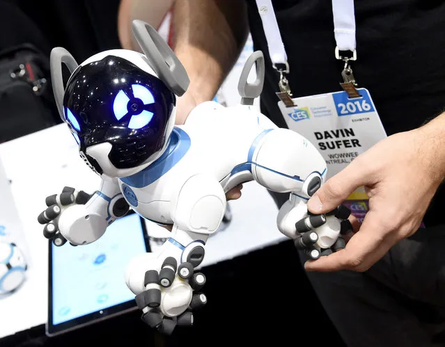 WowWee's CHiP robot dog is displayed during a press event for CES 2016 at the Mandalay Bay Convention Center on January 4, 2016 in Las Vegas, Nevada. The USD 199 Bluetooth smartphone-controlled robot can recognize its owner, go back to its charging station when it senses low power, slide sideways and play fetch. (Photo by Ethan Miller/Getty Images)