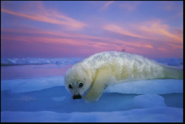 “Sunset Pup”. (Photo by Brian Skerry)