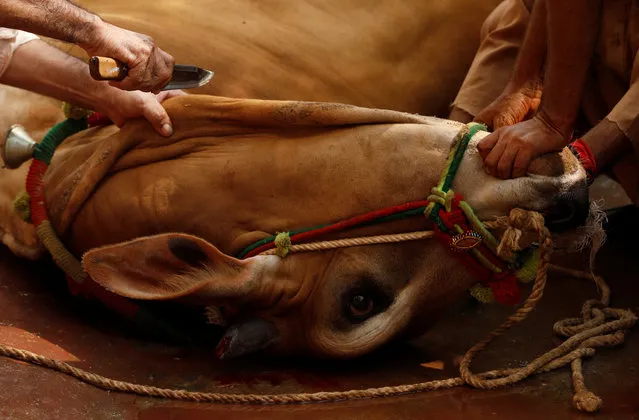 A man controls a cow to slaughter in celebration of Eid al-Adha, in Rawalpindi, Pakistan on August 21, 2018. (Photo by Fayaz Aziz/Reuters)