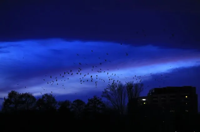 Wilde black crows are silhouetted against the sky as they return from the surrounding fields inside the city of Bucharest, Romania, 13 March 2023. (Photo by Robert Ghement/EPA/EFE)