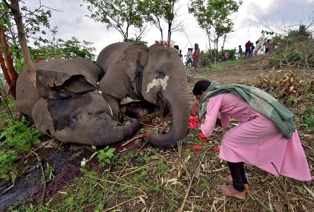 A woman prays next to the carcasses of elephants that according to the forest officials possibly died because of a lightning strike, on the foothills of the Kundoli reserve forest area in Nagaon district in the northeastern state of Assam, India, May 14, 2021. (Photo by Anuwar Hazarika/Reuters)