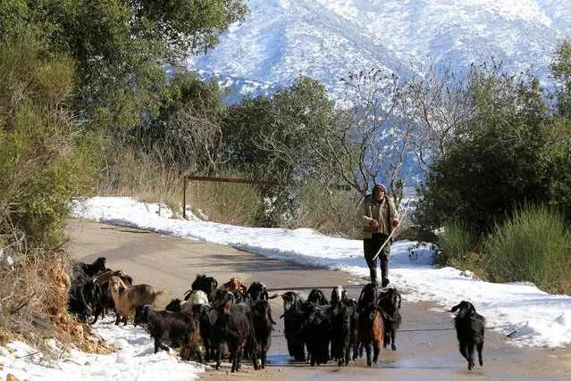 A man herds goats in Mokhtara village in Mount Lebanon January 29, 2017. (Photo by Jamal Saidi/Reuters)