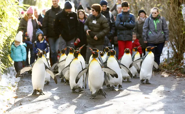 People follow king penguins exploring their outdoor pen at Zurich's Zoo, Switzerland, December 4, 2013. (Photo by Arnd Wiegmann/Reuters)