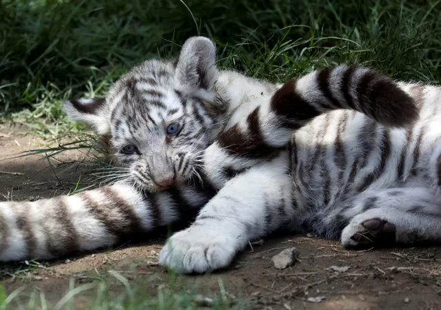 A two-month old Bengal tiger cub is seen with the mother at Huachipa zoo in Lima, Peru on October 30, 2018. (Photo by Mariana Bazo/Reuters)