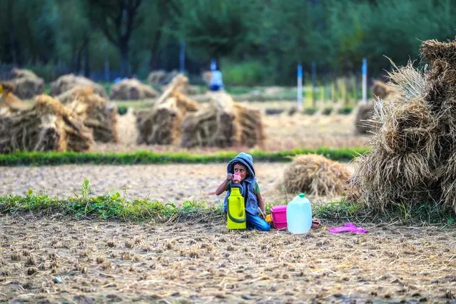 A Kashmiri boy sips tea as his farmer parents work in a paddy field on the outskirts of Srinagar, Indian controlled Kashmir, Sunday, October 8, 2023. Agriculture is the main source of food, income, and employment in rural areas. (Photo by Mukhtar Khan/AP Photo)