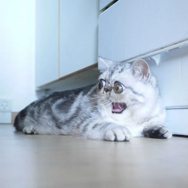 Herman, the exotic shorthair looks shocked off camera, taken in Copenhagen, Denmark, July 2016. This kitten looks like the ultimate scaredy cat as he gives new meaning to the term ëwide eyedí. Herman, an exotic shorthair, was born with exceptionally big eyes – giving him a permanently startled expression. The five-month- old kitty lives in Copenhagen, Denmark, with his doting owner Shirley, 26. (Photo by Shirley Nordenskiold/Barcroft Images)