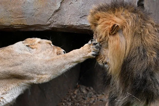 A lioness takes a swipe at Bhanu the Asiatic lion during an event to publicize World Lion Day at London Zoo in London, Britain, August 9, 2018. (Photo by Toby Melville/Reuters)