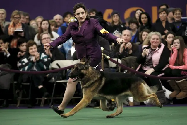 A handler runs a German Shepard in the ring during judging at the 2016 Westminster Kennel Club Dog Show in the Manhattan borough of New York City, February 15, 2016. (Photo by Mike Segar/Reuters)
