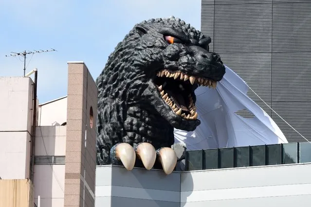 A life-size Godzilla head appears on a balcony of the eighth floor of Hotel Gracery Shinjuku at Kabukicho shopping district in Tokyo on April 9, 2015. (Photo by Toru Yamanaka/AFP Photo)