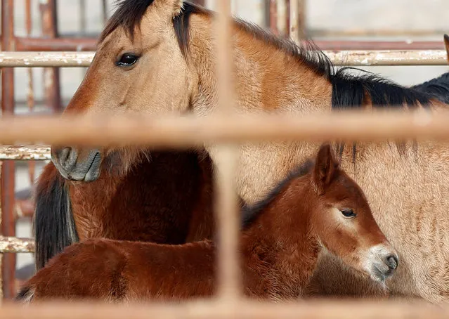 Wild horses stand in a corral as the Bureau of Land Management (BLM) gathers the horses along Highway 21 near the Sulphur Herd Management Area south of Garrison, Utah, in this February 26, 2015 file photo. (Photo by Jim Urquhart/Reuters)