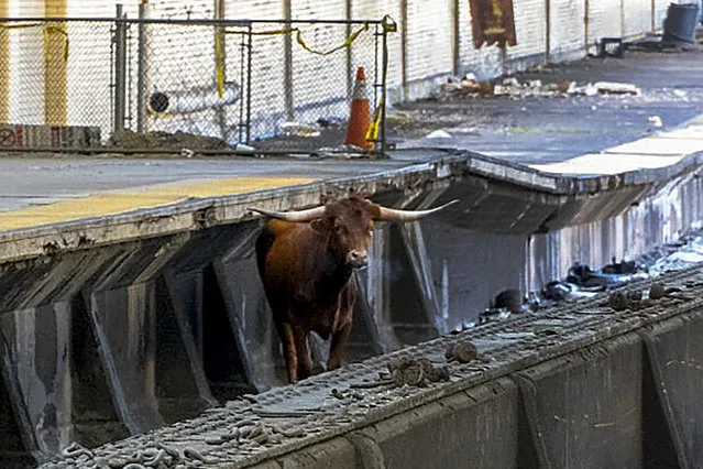 A bull stands on the tracks at Newark Penn Station, Thursday, December 14, 2023, in Newark, N.J. A loose bull on the tracks at the New Jersey train station has snarled rail traffic. New Jersey Transit released a photo of the horned bovine apparently standing on the tracks at Newark Penn Station. (Photo by Courtesy of New Jersey Transit via AP Photo)
