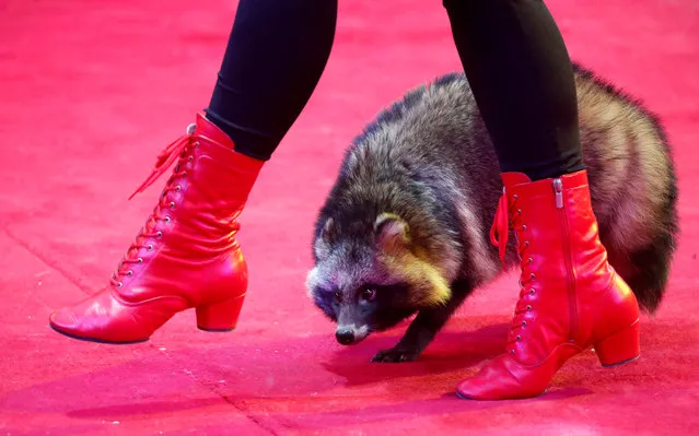 An artist performs with a raccoon dog during the presentation of the new show “Wonderful Home” at the Belarus State Circus in Minsk, Belarus February 1, 2019. (Photo by Vasily Fedosenko/Reuters)