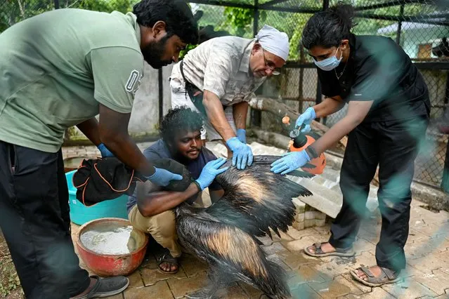 Volunteers bathe a pelican drenched in oil at the Guindy National Park in Chennai on January 3, 2024 after it's rescue from a large oil spill at Ennore creek due to Cyclone Michaung. (Photo by R. Satish Babu/AFP Photo)