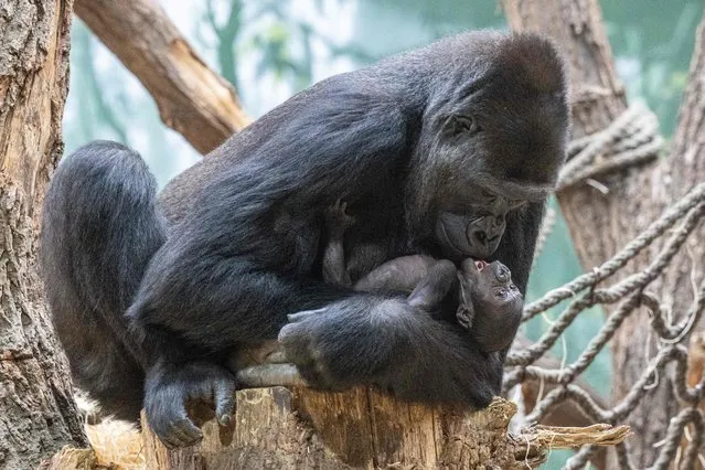 Duni, a western lowland gorilla, holds her 16 days new born as they rest at the Zoo in Prague,on January 18, 2024. (Photo by Michal Cizek/AFP Photo)