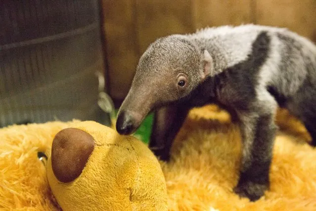 A baby giant anteater in its enclosure inspects a teddy bear in London, England on January 31, 2017. (Photo by ZSL London Zoo)