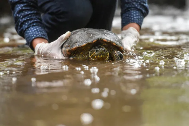 A trachemys callirostris turtle recovered from illegal wildlife trafficking is pictured during its release at a natural reserve in Puerto Triunfo, Antioquia department, Colombia, on October 20, 2021. (Photo by Joaquin Sarmiento/AFP Photo)